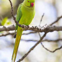 Buy canvas prints of Green Parakeet in a Park in London, UK by Chris Dorney