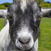 Buy canvas prints of Goat by Chris Dorney