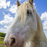 Buy canvas prints of Shire Horse by Chris Dorney