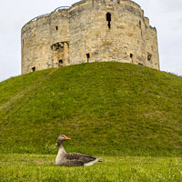 Buy canvas prints of Cliffords Tower in York, UK by Chris Dorney