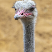 Buy canvas prints of Ostrich Close-up by Chris Dorney