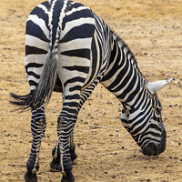 Buy canvas prints of Zebra by Chris Dorney