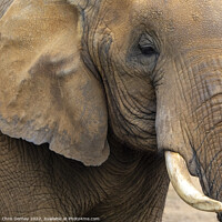 Buy canvas prints of Close-up of an Elephant by Chris Dorney