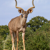 Buy canvas prints of Greater Kudu by Chris Dorney