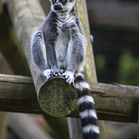 Buy canvas prints of Ring-Tailed Lemur by Chris Dorney