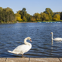 Buy canvas prints of Swans in Hyde Park by Chris Dorney