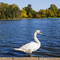 Buy canvas prints of Swan at the Serpentine in Hyde Park by Chris Dorney