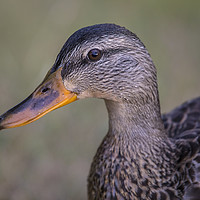 Buy canvas prints of Duck by Chris Dorney
