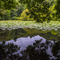 Buy canvas prints of Lily Lake at Canonteign in Devon by Chris Dorney