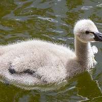 Buy canvas prints of Baby Swan by Chris Dorney