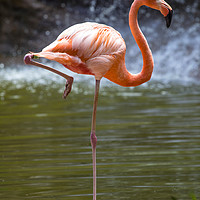 Buy canvas prints of Flamingo by Chris Dorney