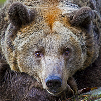 Buy canvas prints of Brown Bear by Chris Dorney
