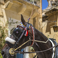 Buy canvas prints of Horse and Carriage Ride in Mdina by Chris Dorney