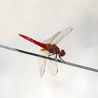 Buy canvas prints of Red Dragonfly by Chris Dorney