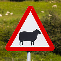 Buy canvas prints of Road Sign Warning of Sheep in Wales by Chris Dorney