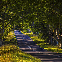 Buy canvas prints of Beech Tree Avenue Near Wimborne in Dorset by Chris Dorney