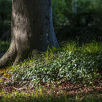 Buy canvas prints of Woodland by Chris Dorney