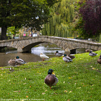 Buy canvas prints of Ducks in Bourton-on-the-Water in Gloucestershire, UK by Chris Dorney
