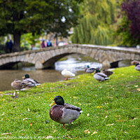 Buy canvas prints of Ducks in Bourton-on-the-Water in Gloucestershire, UK by Chris Dorney