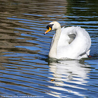 Buy canvas prints of Swan at The Bishops Palace in Wells, Somerset by Chris Dorney