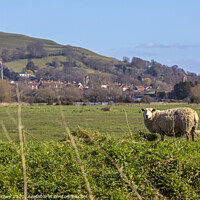 Buy canvas prints of Sheep and Glastonbury Tor in Somerset, UK by Chris Dorney