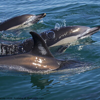Buy canvas prints of Dolphins Swimming in the Wild by Chris Dorney