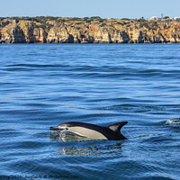 Buy canvas prints of Dolphin Swimming in the Algarve by Chris Dorney