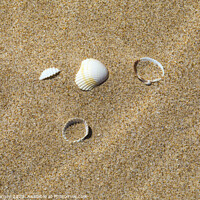 Buy canvas prints of Sea Shells on a Sandy Beach by Chris Dorney