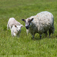 Buy canvas prints of Sheep and Lamb by Chris Dorney