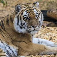 Buy canvas prints of Tiger by Chris Dorney