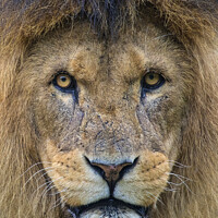 Buy canvas prints of Lion Looking into the Camera by Chris Dorney