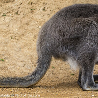 Buy canvas prints of Wallaby by Chris Dorney