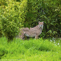 Buy canvas prints of Cheetah by Chris Dorney