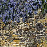 Buy canvas prints of Buddleia Flower Covered Wall by Chris Dorney