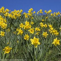 Buy canvas prints of Daffodils in the Springtime by Chris Dorney