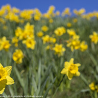 Buy canvas prints of Daffodils During the Spring Season by Chris Dorney