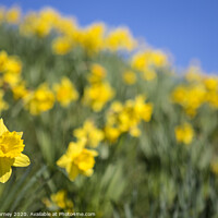Buy canvas prints of Daffodils During the Spring Season by Chris Dorney