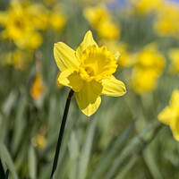 Buy canvas prints of Daffodil Flower During the Spring Season by Chris Dorney