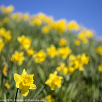 Buy canvas prints of Daffodils during the Spring Season by Chris Dorney