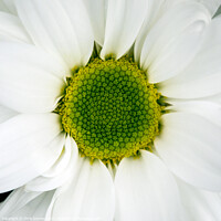 Buy canvas prints of Chrysanthemum Flower by Chris Dorney