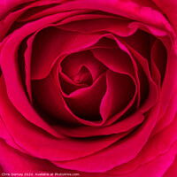 Buy canvas prints of Red Rose by Chris Dorney