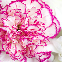 Buy canvas prints of Carnation Flower by Chris Dorney