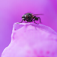 Buy canvas prints of Close-up of a Fly by Chris Dorney
