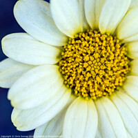 Buy canvas prints of Daisy Close-Up by Chris Dorney