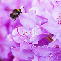 Buy canvas prints of Bee Pollinating a Rhododendron by Chris Dorney