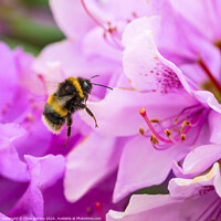 Buy canvas prints of Bee and a Rhododendron Flower by Chris Dorney