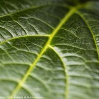 Buy canvas prints of Extreme close-up of a Leaf by Chris Dorney