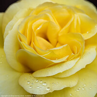 Buy canvas prints of Water Droplets on a Rose by Chris Dorney