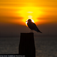 Buy canvas prints of Seagull and the Setting Sun in Whitstable by Chris Dorney