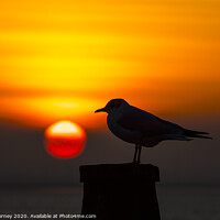 Buy canvas prints of Seagull and the Setting Sun in Whitstable by Chris Dorney